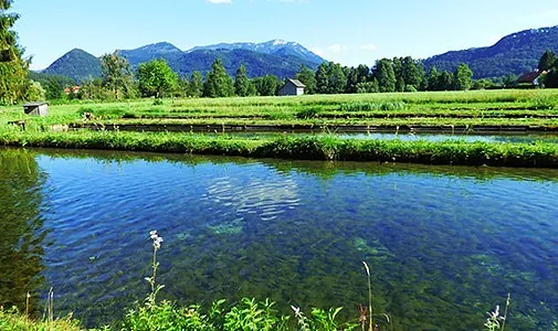 Weiher vom Forellenhof - Wieselmühle in Grünau im Almtal